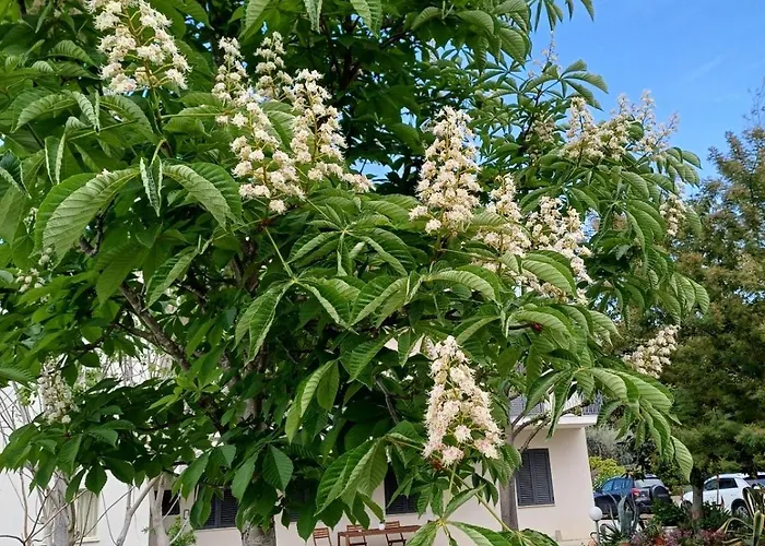 La Casa Degli Ippocastani Lägenhet Colonnella